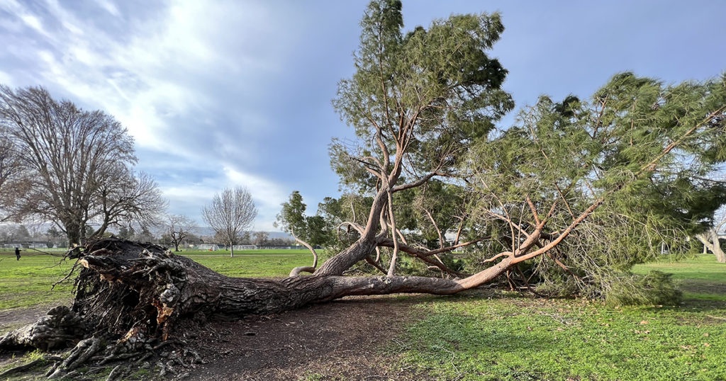 Southeastern Tree Surgeons: Setting the Gold Standard in Tree Care Services