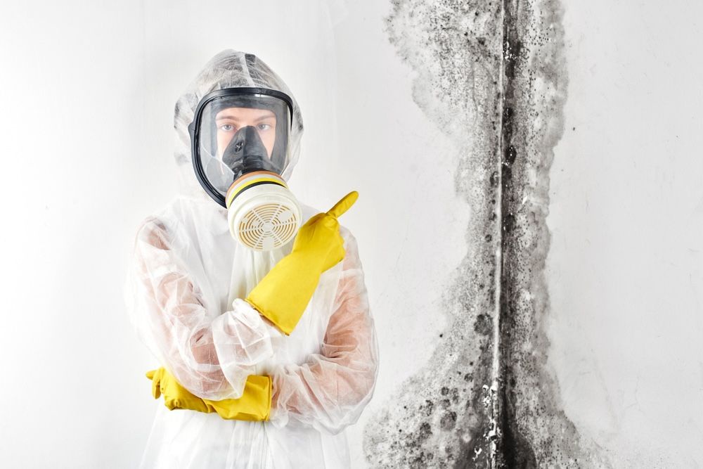 Mold Removal Wilmington: Your Trusted Partner for Mold Remediation in Wilmington
